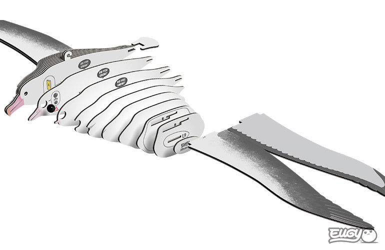 Eugy Royal Albatross 097