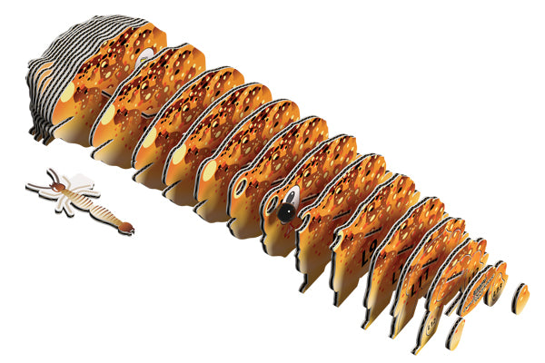 EUGY Desert Spadefoot Toad 117