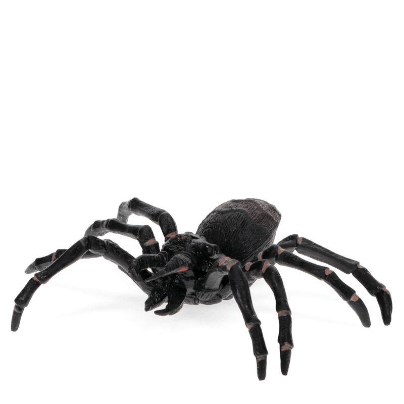 Realistic Tarantula Spider